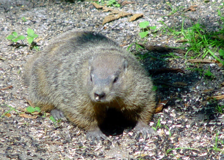Groundhog Comes out of Hole and Closet