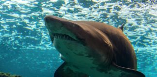 Great White Really Hoping to Score “Major Pussy” After Appearing on Shark Week