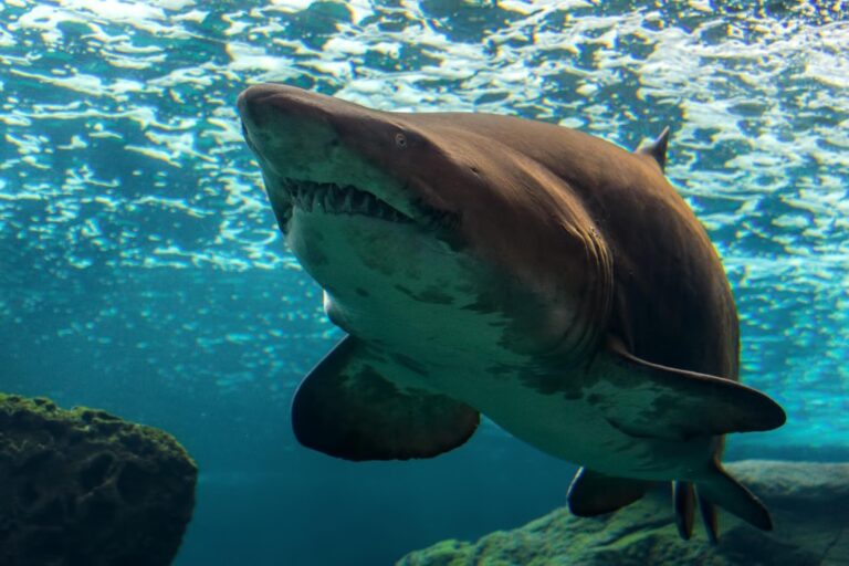 Great White Really Hoping to Score “Major Pussy” After Appearing on Shark Week