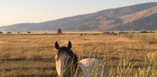 Study Shows Listening to Country Music Leads to Brain Damage
