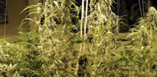 Snoop Dogg Admits: ‘I’ve Never Actually Smoked Weed; I Just Wanted to Look Cool and Fit In’