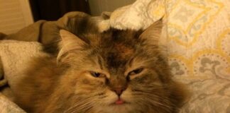 Lisa Kudrow Announces “Smelly Cat” Tour