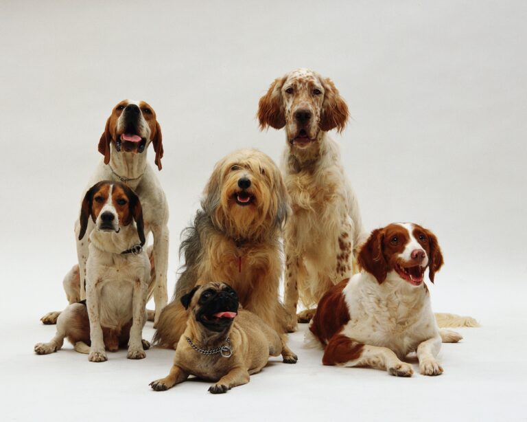 Emotional Support Dogs Form Union, Demand Better Working Conditions and Treats