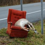 Tom Green Boycotting Oscars; Upset He Didn’t Get Oscar Nom for Interacting with Dead Animals