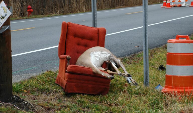 Tom Green Boycotting Oscars; Upset He Didn’t Get Oscar Nom for Interacting with Dead Animals