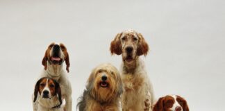 Emotional Support Dogs Form Union, Demand Better Working Conditions and Treats